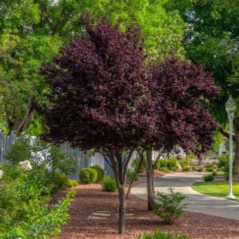 Purple Pony Plum Tree in 2020 | Purple leaf plum tree, Plum tree, Small landscape trees