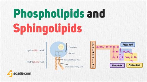 Phospholipid Structure Diagram