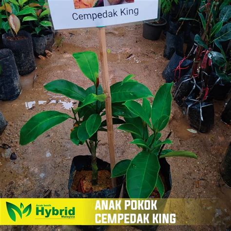 Klon Terbaru Anak Pokok Cempedak Malaysia