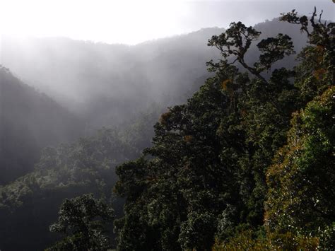 Costa Rica’s Cloud Forest Ecozones