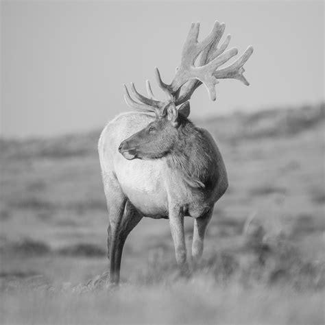 "Tule Elk Portrait, New Velvet on Antlers" — cavallo point – the lodge at the golden gate