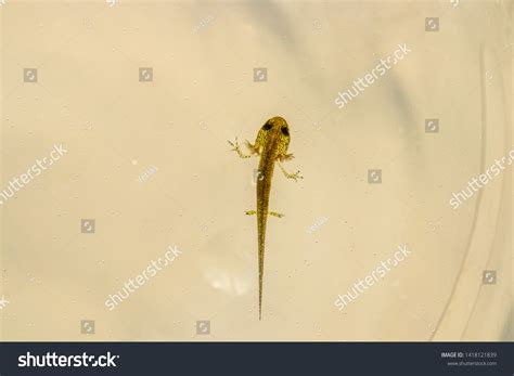 Salamander tadpoles Images, Stock Photos & Vectors | Shutterstock