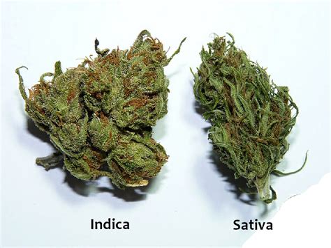 Indica vs Sativa: What are the Differences