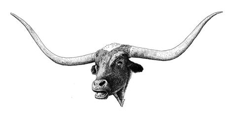 Texas Longhorn Drawing by Scott Woyak