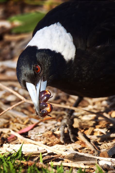 6 Things Magpies Like to Eat (Diet & Facts)