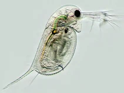 Daphnia: A Full Overview – Microscope Clarity