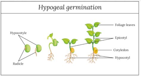 Germination is hypogeal in -(a)Cotton(b)Pea(c)Castor(d)Bean