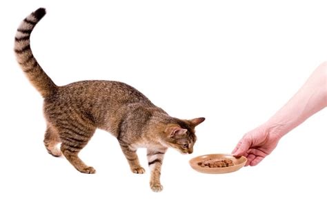 Treating Feline Distemper in Cats - Panleukopenia Treatment | petMD | petMD