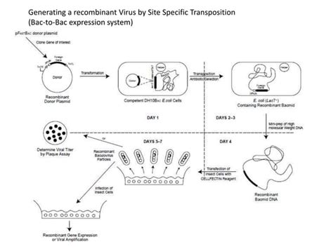 Baculovirus expression vector system