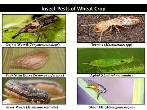 Major Insect & Pests of Wheat Crop