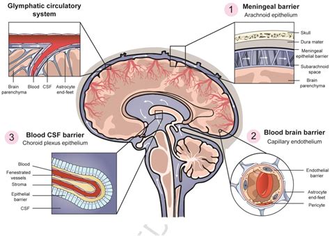 Aspect Biosystems and NRC Canada collaborate to study brain diseases - 3D Printing Industry