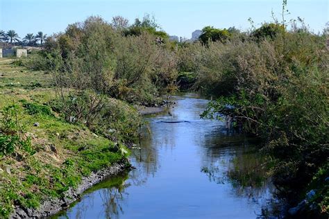 ‘Now we can breathe a little’: How Gaza is bringing its wetlands back ...