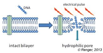 Electroporation