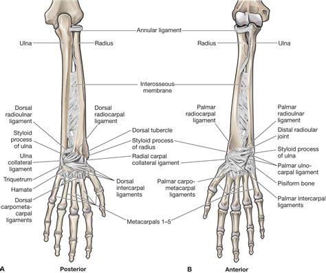 Anatomy Of The Forearm Bones : Skeletal System Anatomy And Physiology Nurseslabs - | Pix Ricardo