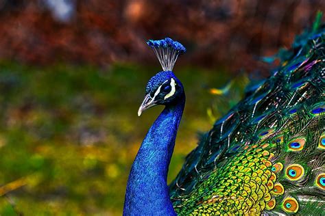 The Three Types Of Peafowl - WorldAtlas