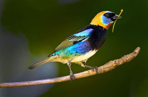 The Golden-hooded tanager (Tangara larvata) is a medium-sized passerine bird. | Pet birds ...