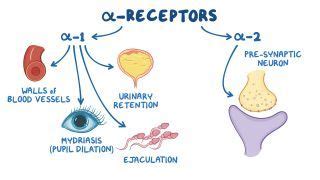 Mydriasis: What Is It, Pronunciation, Causes, Glaucoma Risk Factor, and More | Osmosis