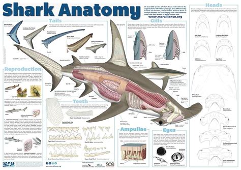 shark anatomy | Shark facts, Marine animals, Marine biology