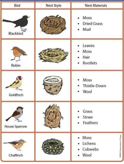 Pin on Birds | Bird nest, Backyard birds watching, Pet birds