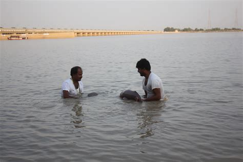 Indus River dolphin calves successfully rescued in eastern Pakistan | WWF