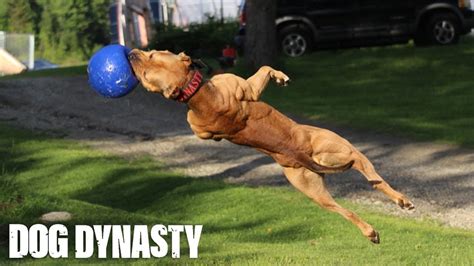 "Super" Pit Bull: Training The Ultimate Protection Dog | DOG DYNASTY - YouTube