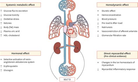 Possible mechanisms of cardioprotective effect via SGLT2 inhibitors. | Download Scientific Diagram