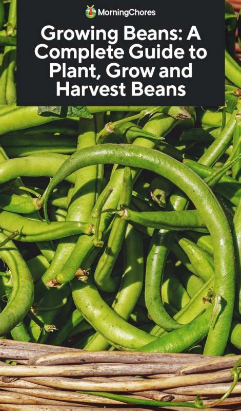 Growing Beans: A Complete Guide to Plant, Grow and Harvest Beans