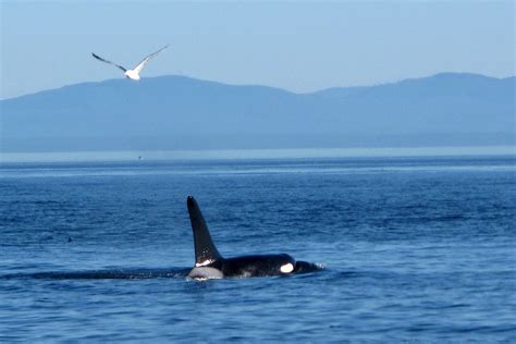 Surrounded by Killer Whales! Whale watching in Victoria, British Columbia