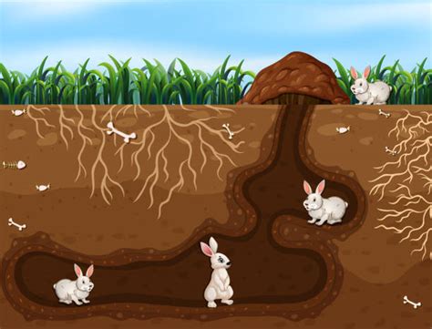 Rabbit Burrow Clipart