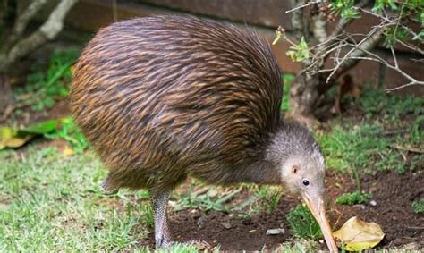 Where Do Kiwi Birds Live? Several Facts You Might Not Know