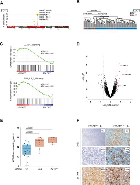 STAT6 mutations are associated with activated IL-4 signaling in human... | Download Scientific ...