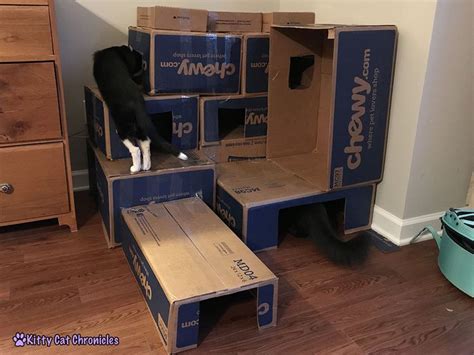 How to Make a Cardboard Box Fort for Your Cat - Kitty Cat Chronicles in ...