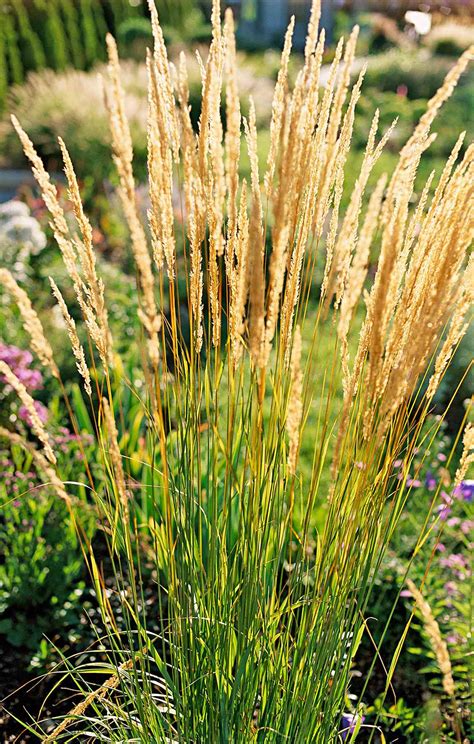 23 Top Ornamental Grasses | Better Homes & Gardens