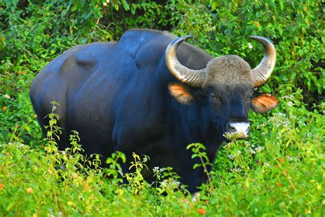 Valparai Wildlife Sanctuary | Birding Tours In South India