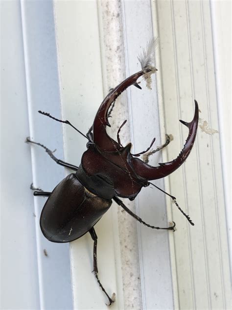 Rare back porch visitor - giant stag beetle… - HyperScale Forums