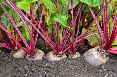 How To Grow Beetroot | Horticulture Magazine