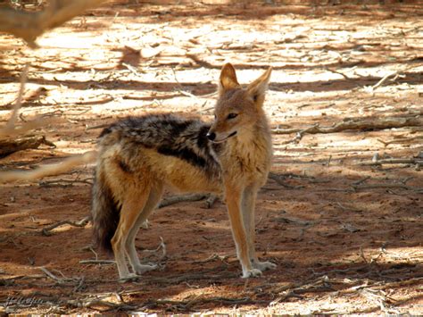 jackal - Namib Desert photography | Shadowfire.nl world photos