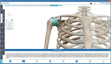 3d human anatomy atlas free download - serreism