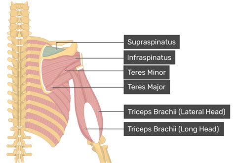 Supraspinatus Muscle - Attachments, Actions & Innervation