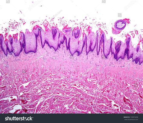 Fungiform Papillae Histology