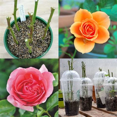 Grow Roses from Cuttings: 2 Best Ways to Propagate! | Rose cuttings, Growing roses, Planting roses