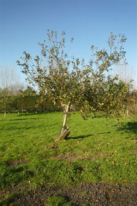 Apple and Pear Tree Pruning Training with local expert — Common Cause