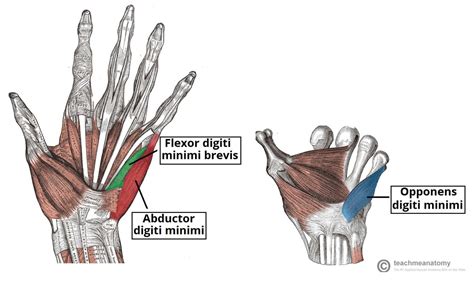 Cynical Anatomy : Intrinsic Muscles of the Hand The intrinsic...