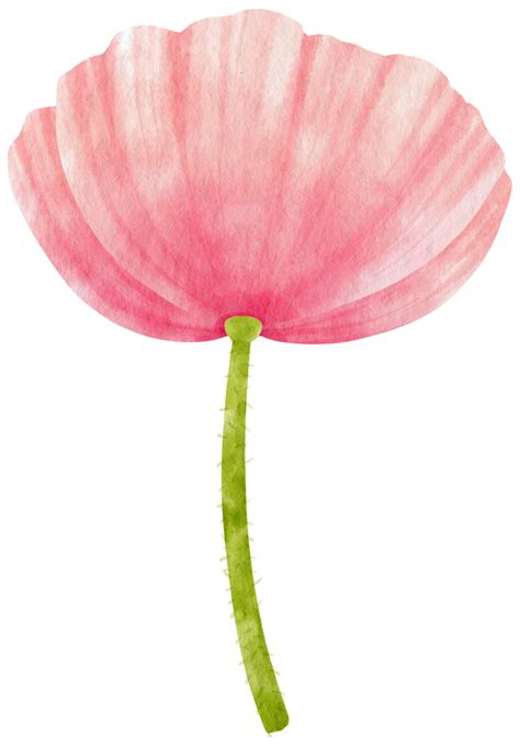 Pink poppy flowers watercolor illustration 9785255 PNG