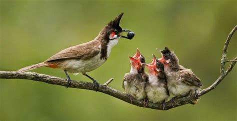 mother bird feeding baby bird - Google Search | Bird mom, Wildlife photography, Bird