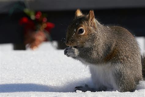 Free stock photo of squirrel, winter