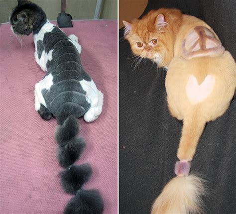 Crazy Cat Haircuts