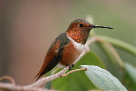 Hummingbird Migration - Hummingbirds Plus