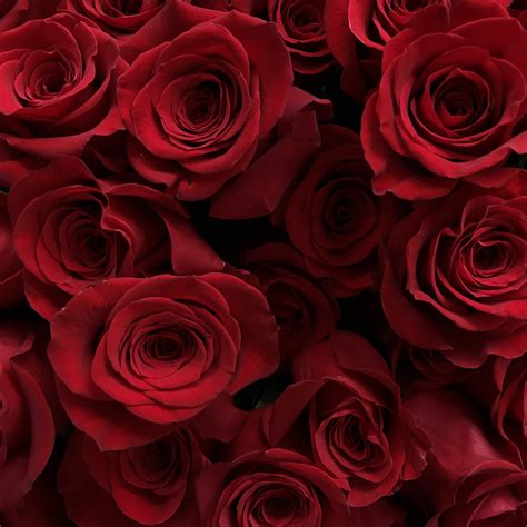 Free photo: Red rose petals - Flower, Love, Petal - Free Download - Jooinn