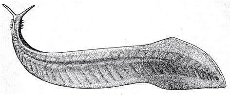 Pikaia, the world's first known chordate, from the Burgess Shale, 530 million years old ...